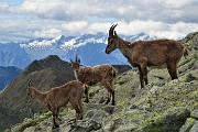 78 Da sfondo le Alpi Retiche